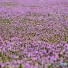 紫の絨毯1