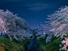 唐沢川の夜桜
