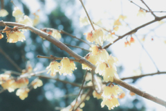 蕩ける