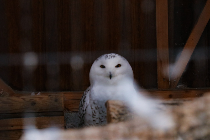 魔法が使えそうな鳥