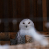 魔法が使えそうな鳥