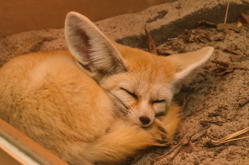 ´ᴥ `