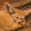 ´ᴥ `