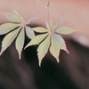 ふたご