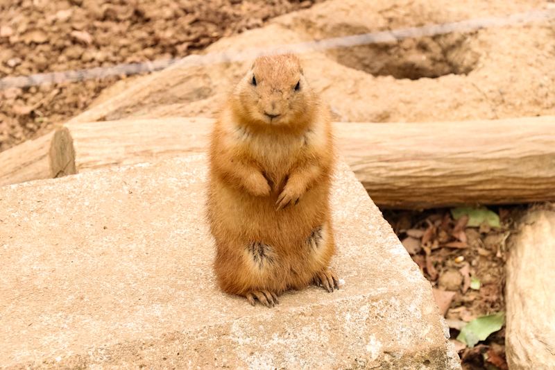 かわいい担当