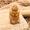 かわいい担当