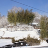 里山の冬