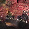 富士河口湖町紅葉回廊