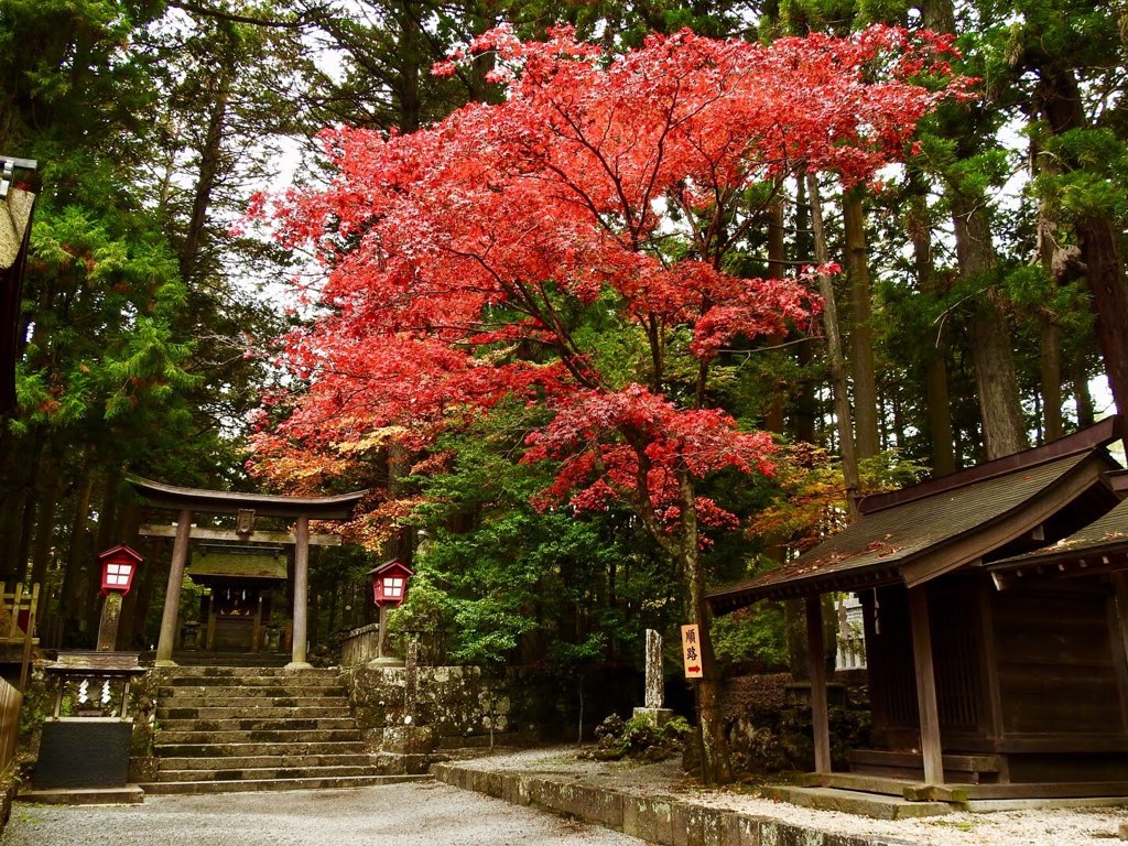 北口本宮富士浅間神社紅葉