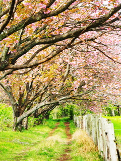 牧場の八重桜の道