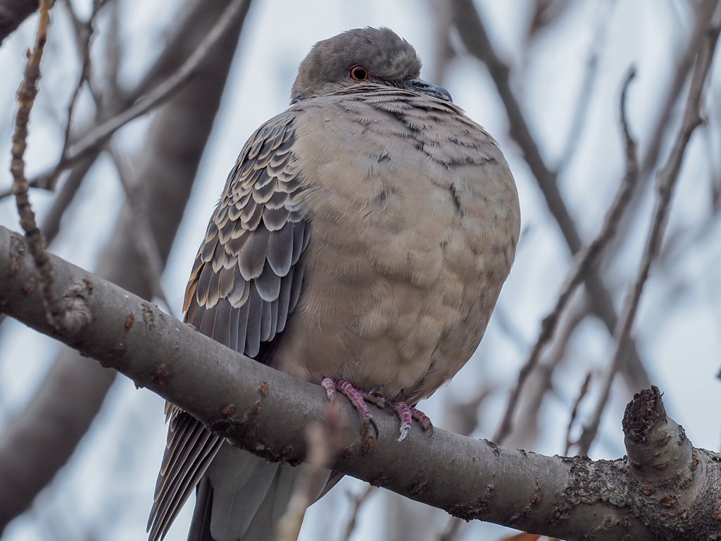 鳩バルーン