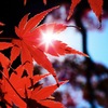 紅葉と陽光