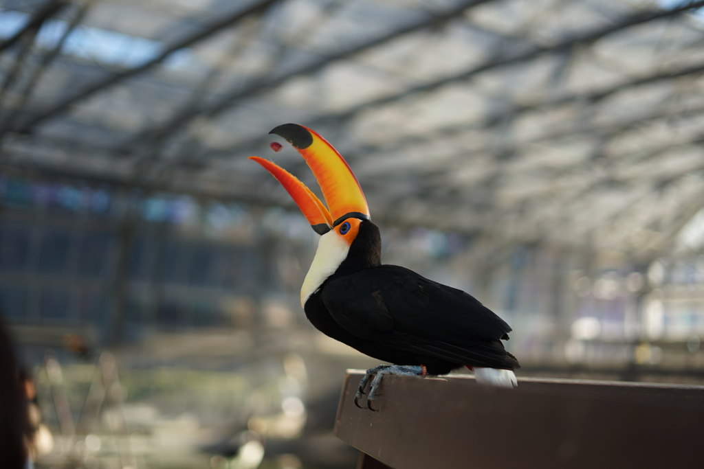 掛川花鳥園