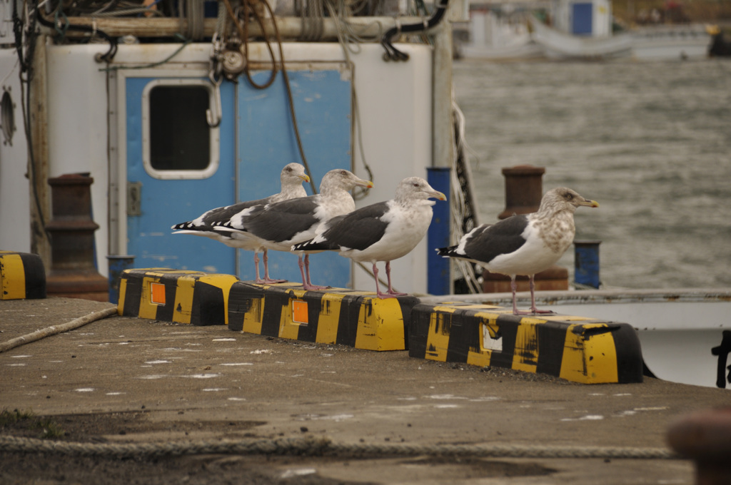 佇む鳥たち