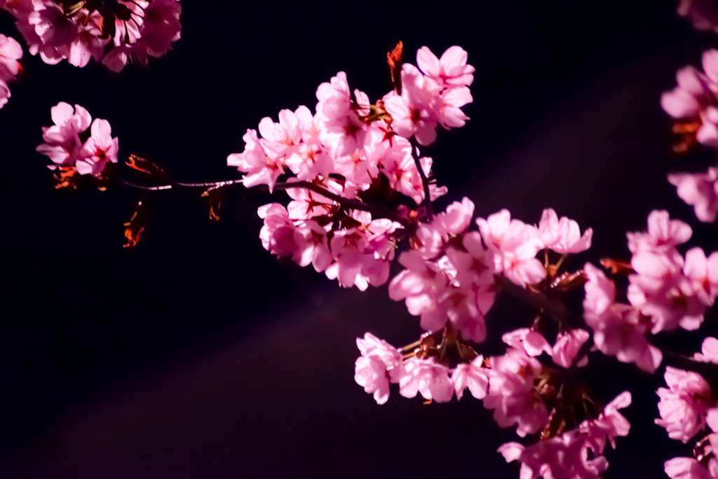 夜桜