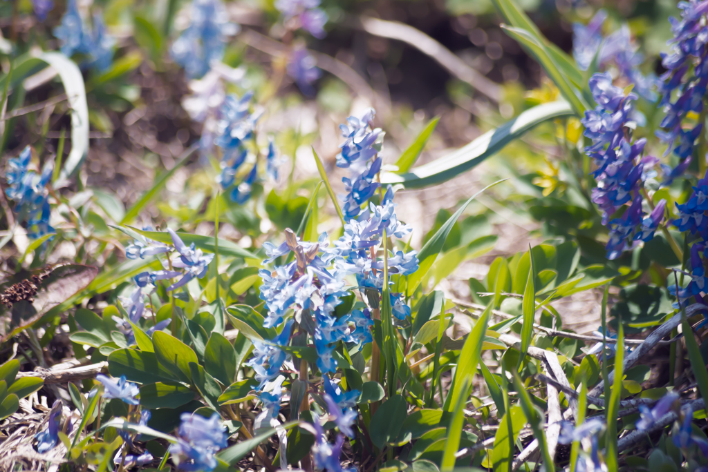 Springs flower