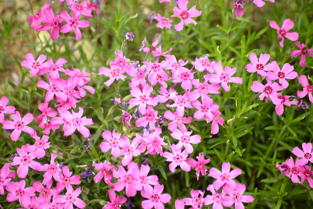 芝桜