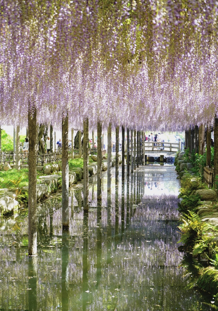 天王川公園 藤祭り