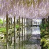 天王川公園 藤祭り