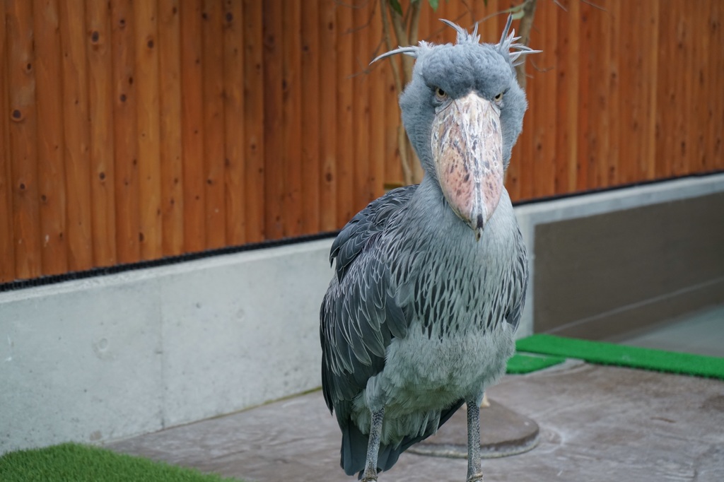 スーパーモデル