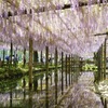 藤降る春