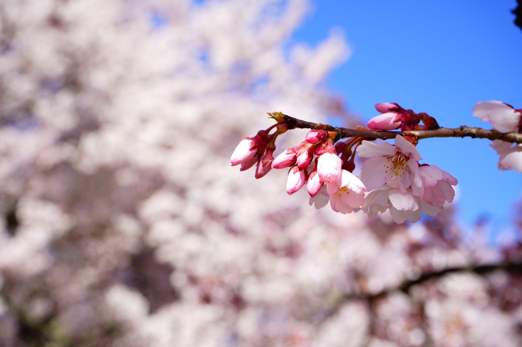 蕾
