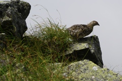 雷鳥の憂鬱