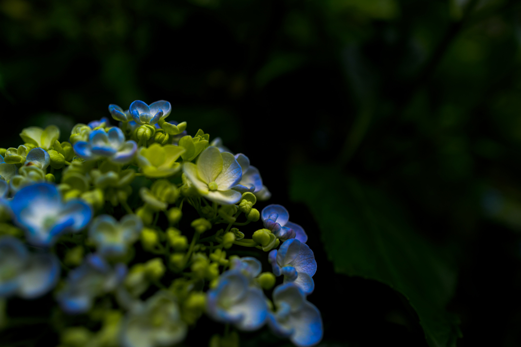 紫陽花
