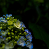 紫陽花