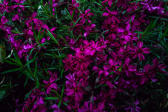 なんかのお花