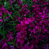 なんかのお花