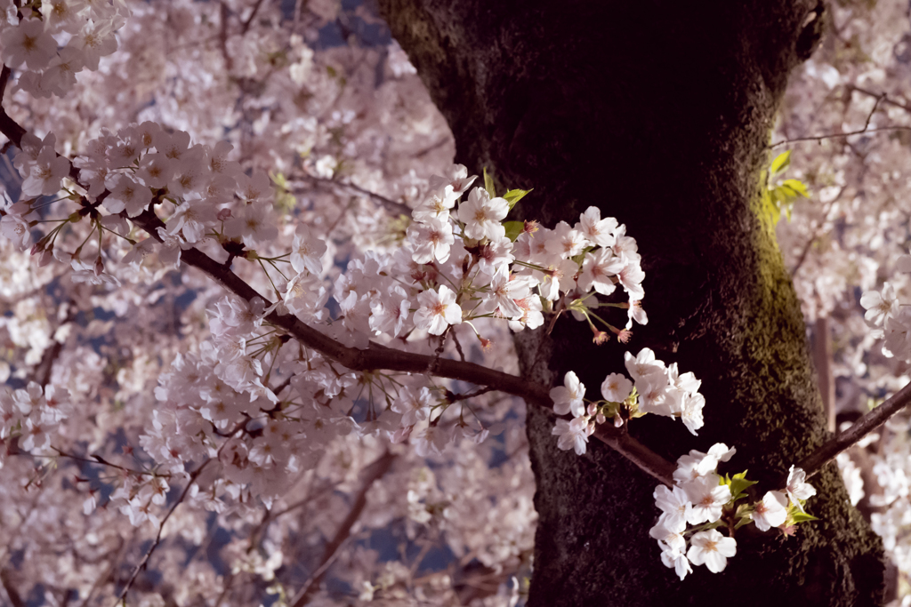 上野公園手持ち夜桜撮影