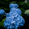 紫陽花チャレンジ！