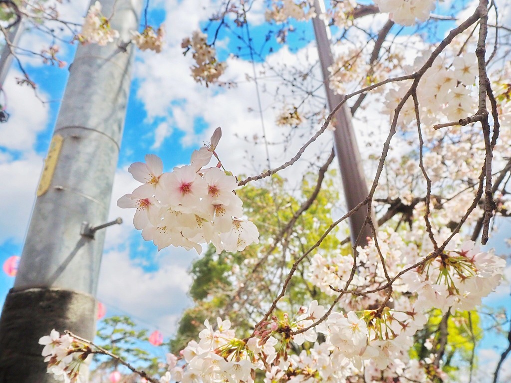 桜と空