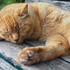 おねんねしてるねこ