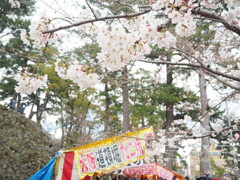 屋台と桜