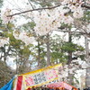屋台と桜