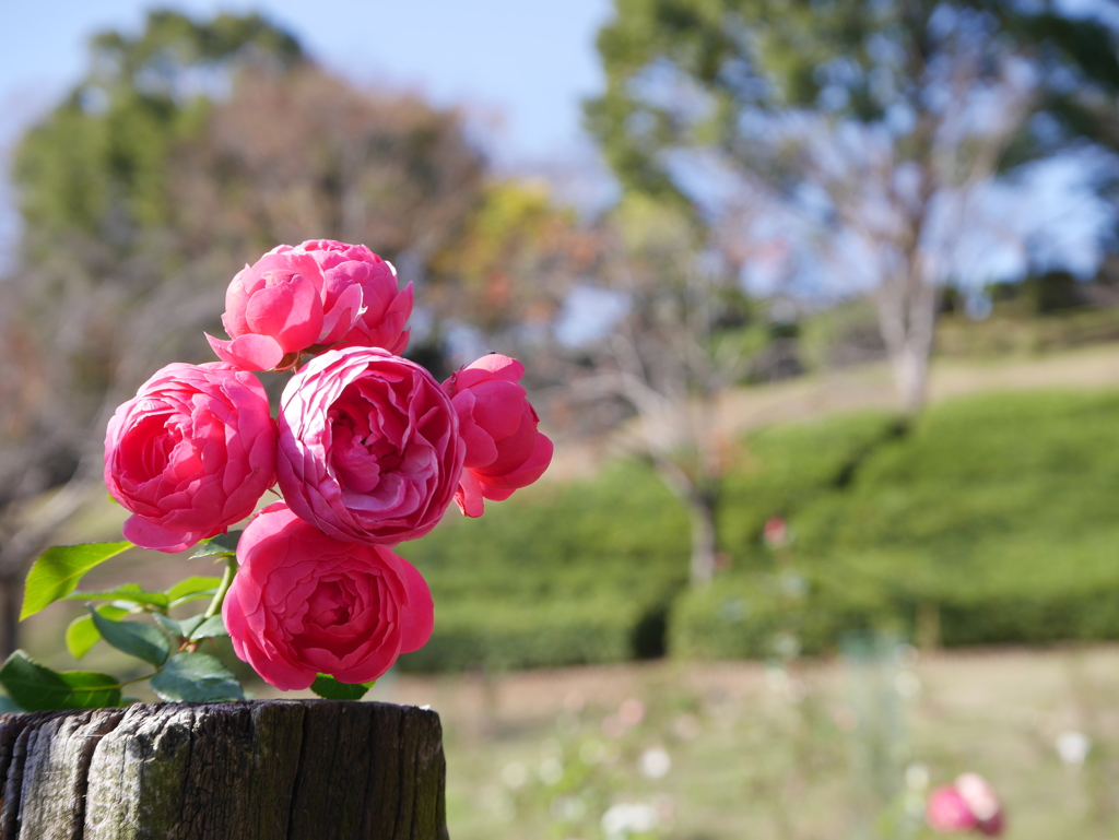 薔薇の束