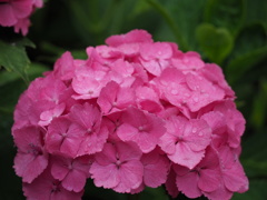 雨上がりの紫陽花