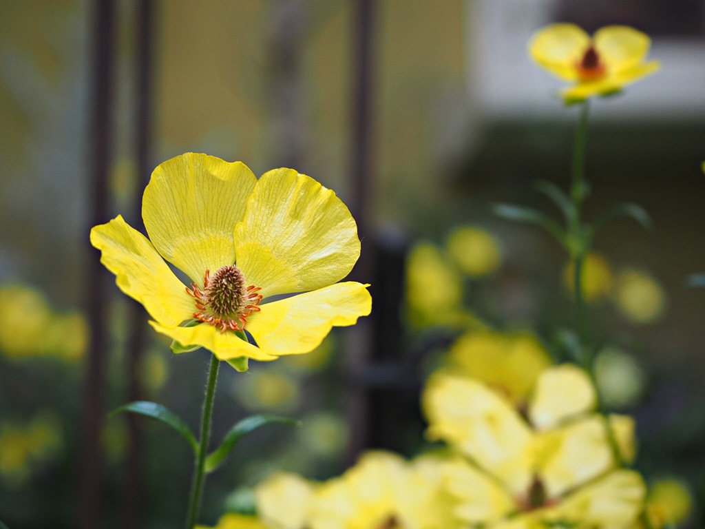 お花