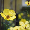 お花