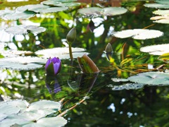 水辺の花 睡蓮