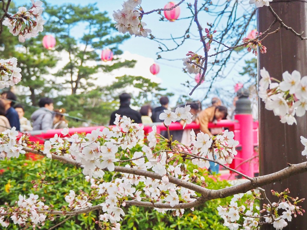 桜と橋