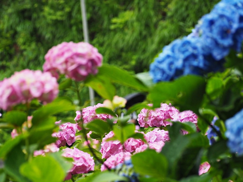紫陽花