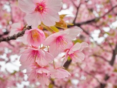 河津桜