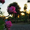 夕暮れ