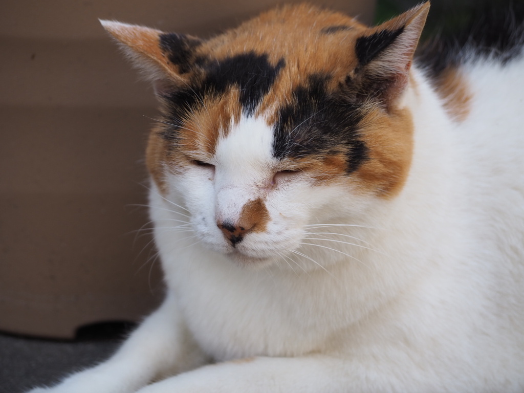 眠そうな三毛猫