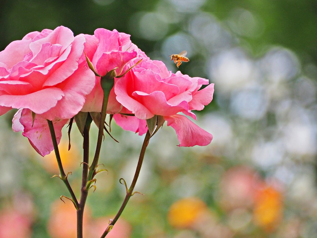 薔薇と蜂