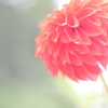 紅