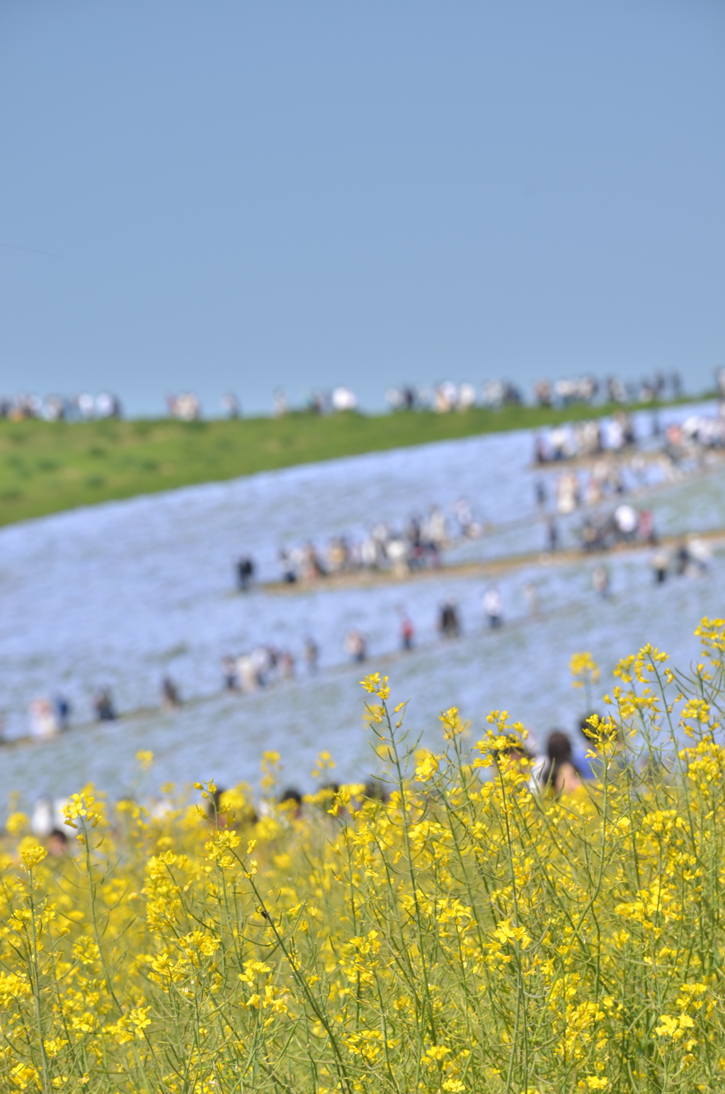 菜花とネモフィラ in ひたち海浜公園